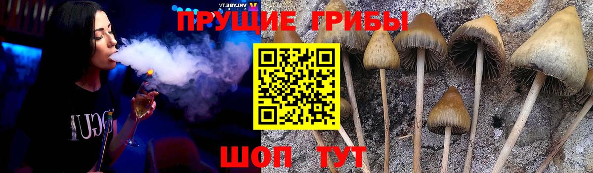 Псилоцибиновые грибы GOLDEN TEACHER Большой Камень